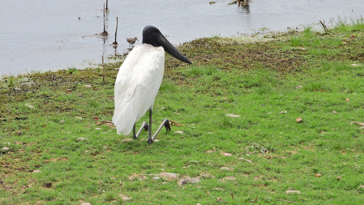 Jabiru amerikarra - ML642828766
