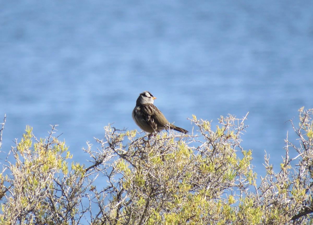 White-crowned Sparrow - ML642828769