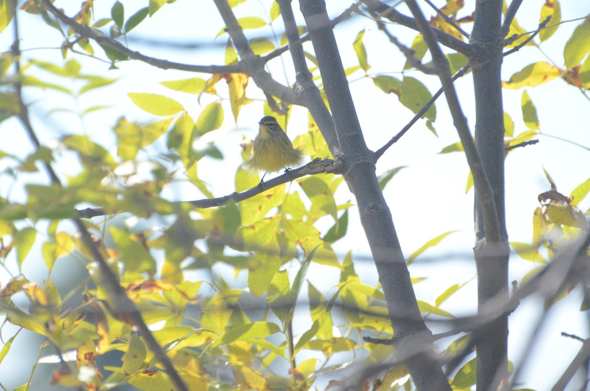 Palm Warbler - ML642828770