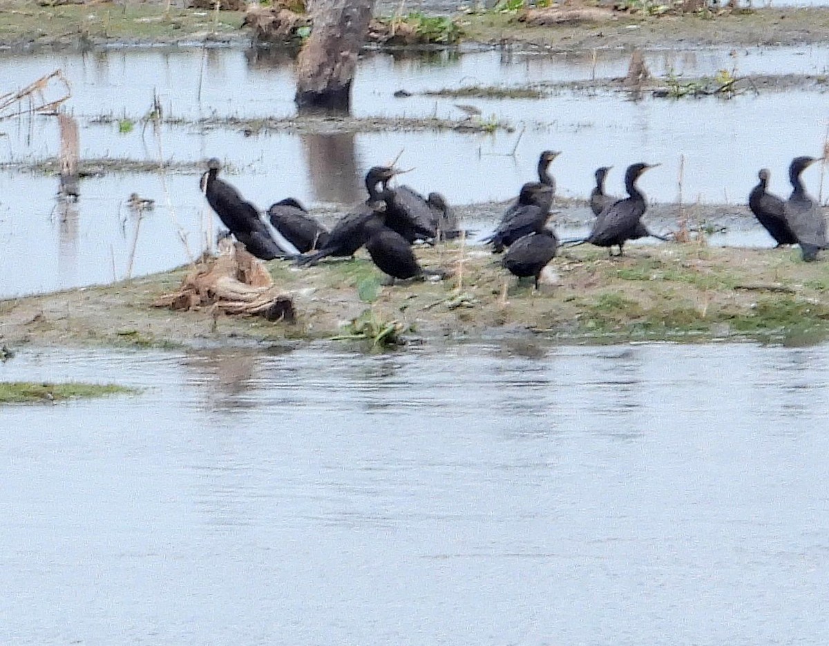 Neotropic Cormorant - ML642828772