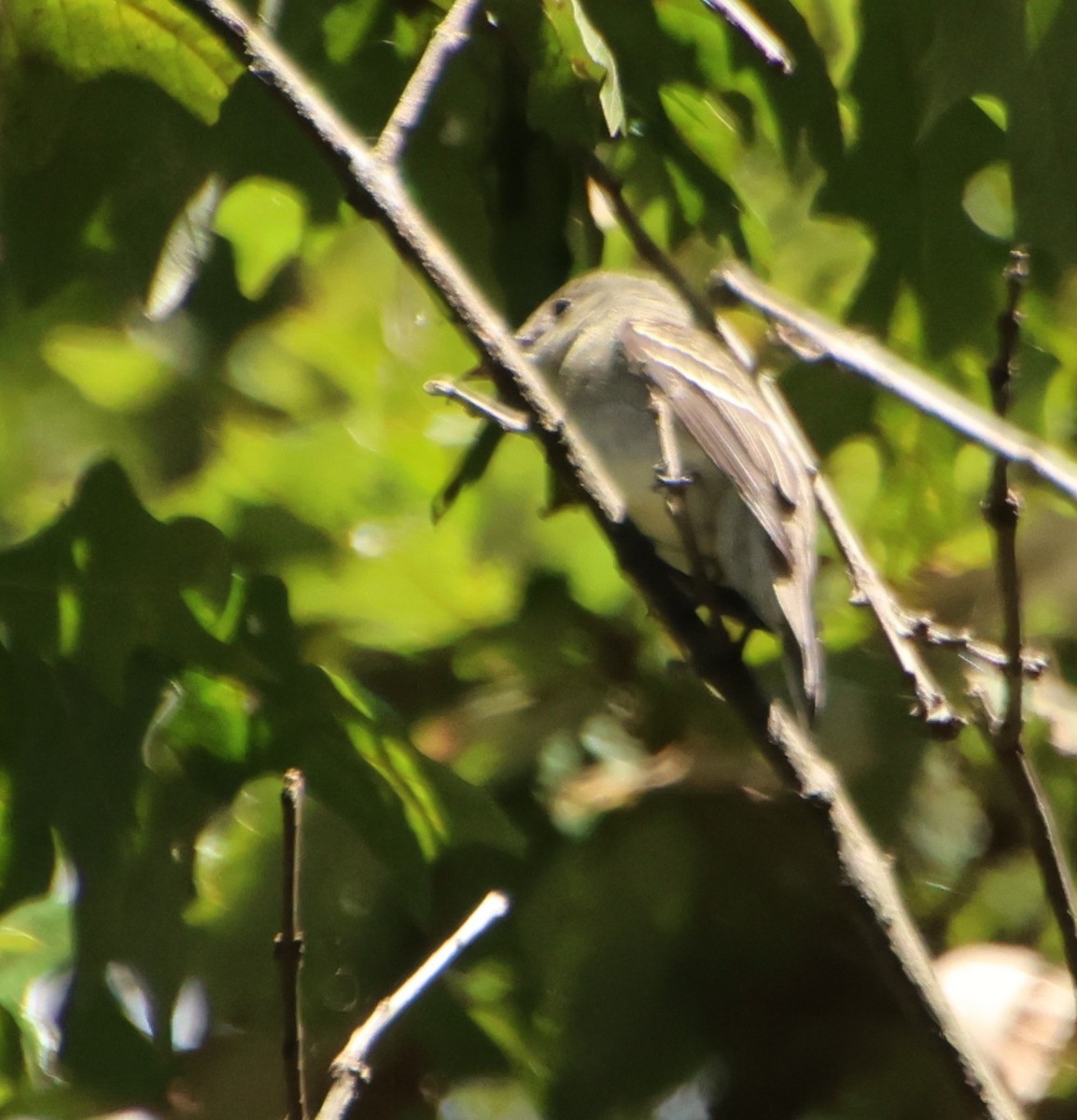 Eastern Wood-Pewee - ML642828774
