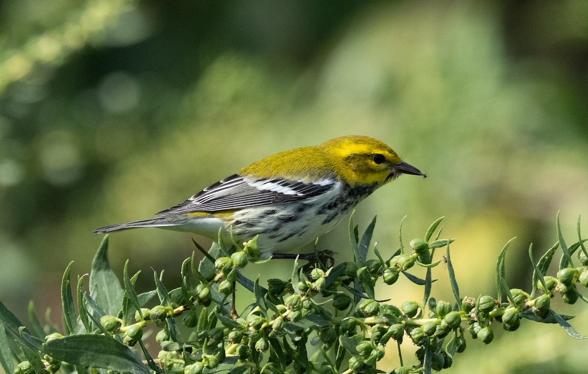 Black-throated Green Warbler - ML642828777