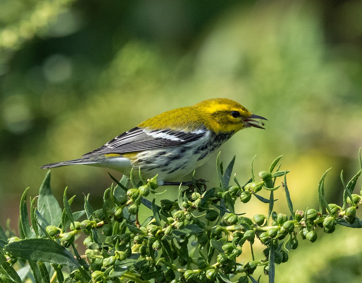 Black-throated Green Warbler - ML642828778