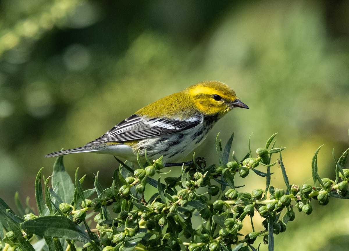 Black-throated Green Warbler - ML642828779