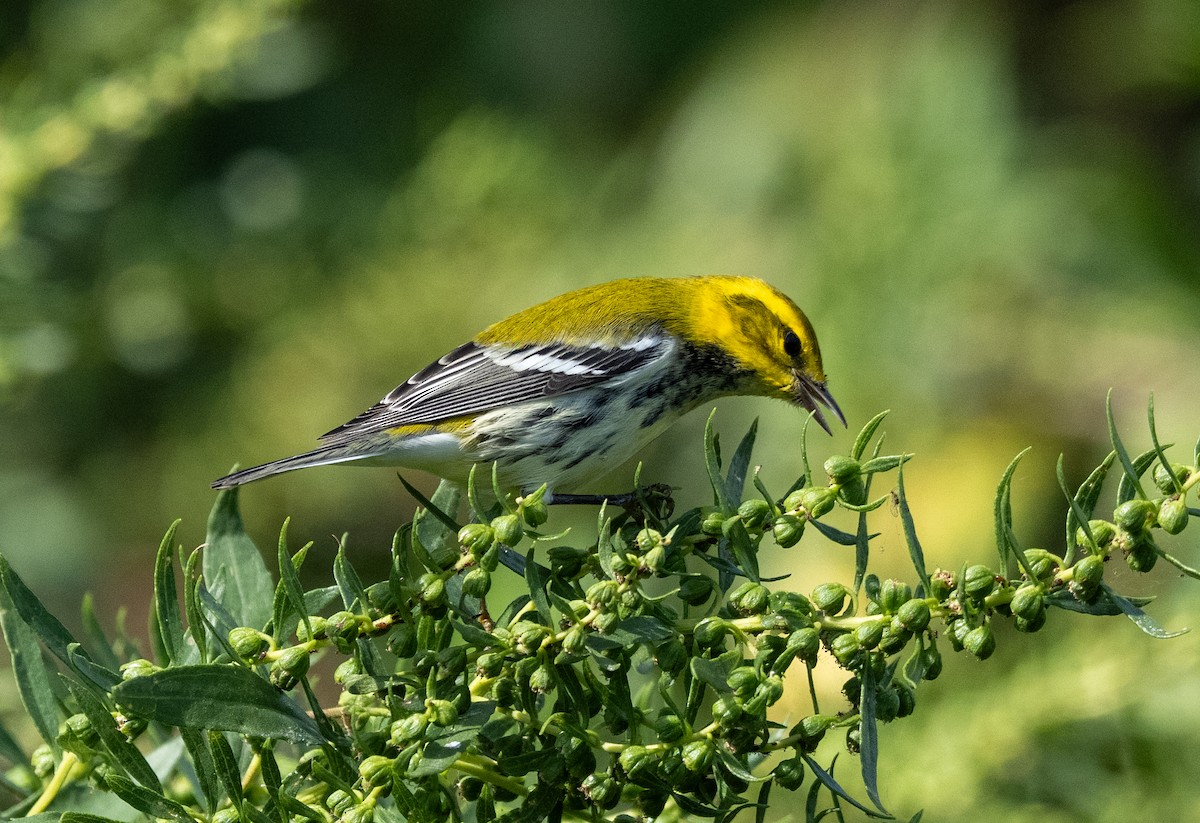 Black-throated Green Warbler - ML642828781