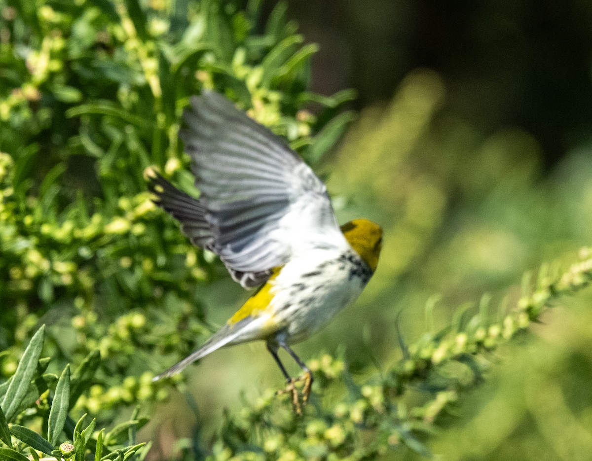 Black-throated Green Warbler - ML642828782