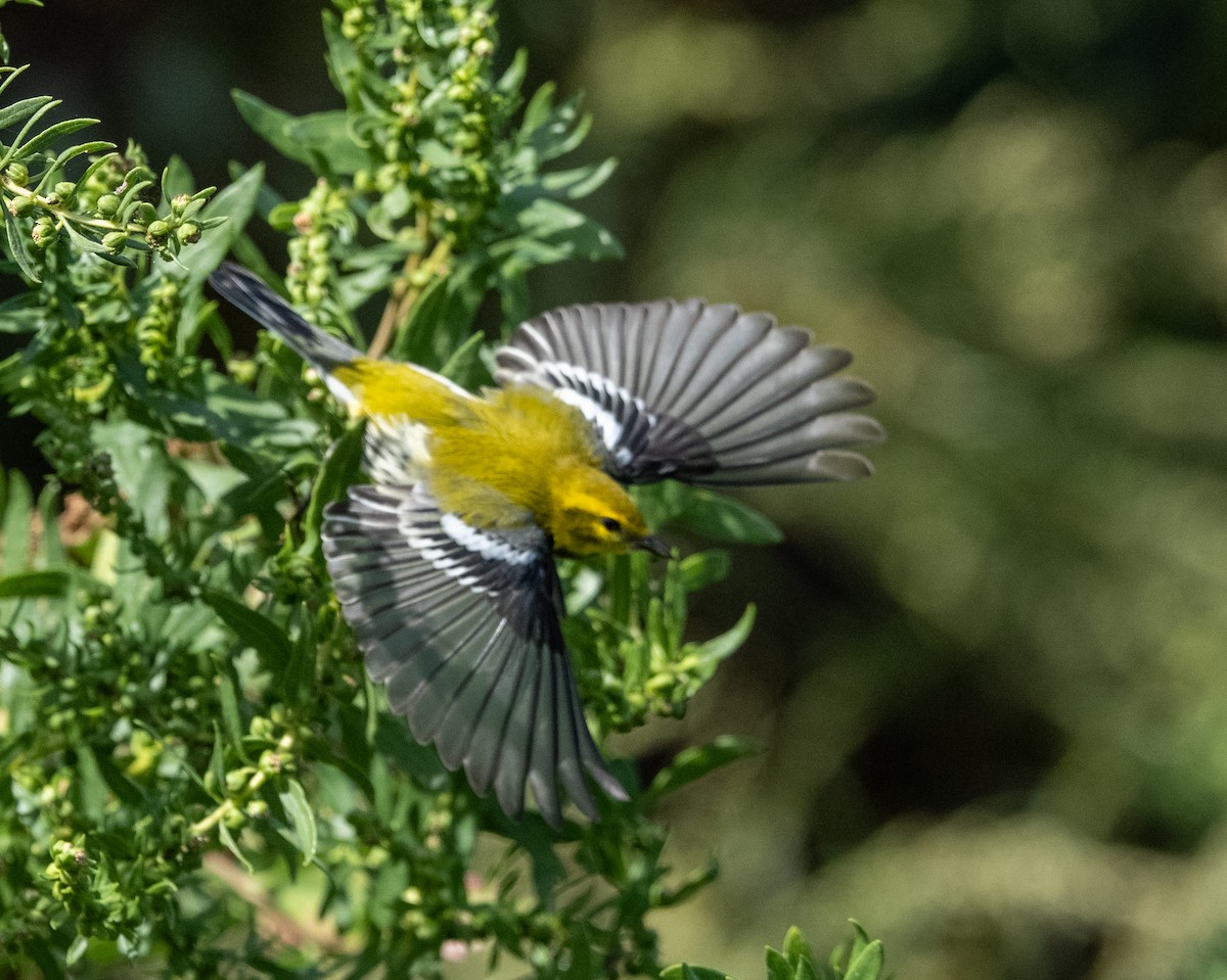 Black-throated Green Warbler - ML642828783