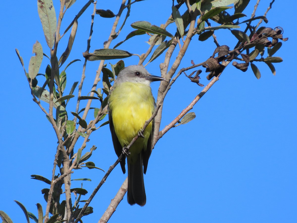 Tropical Kingbird - ML642828786