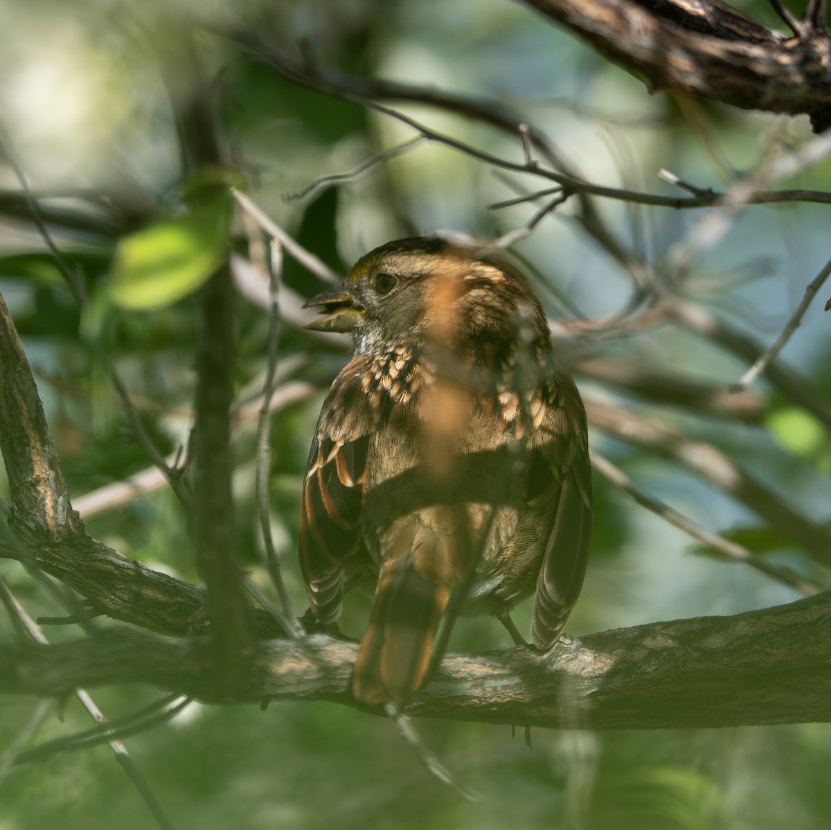 White-throated Sparrow - ML642828792