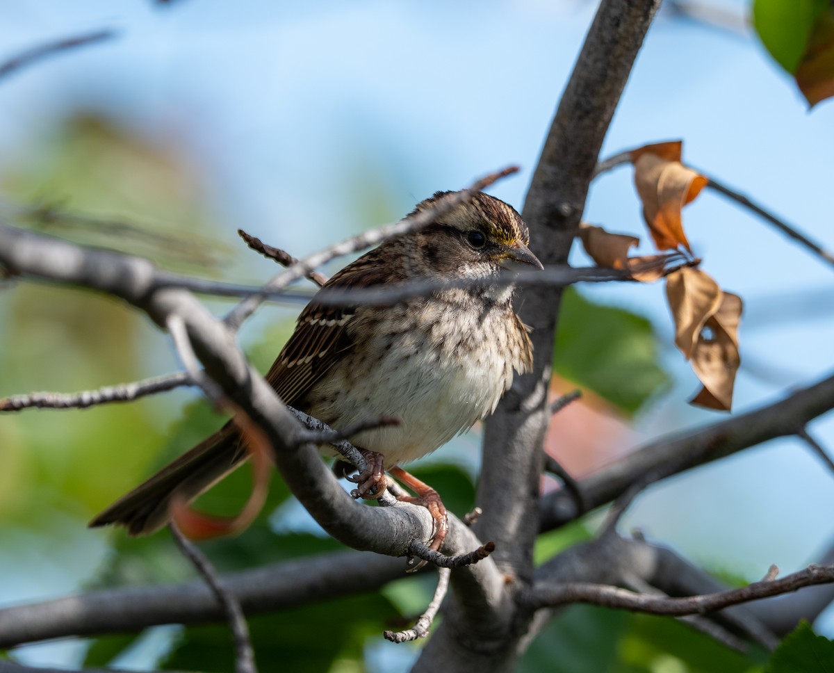 White-throated Sparrow - ML642828794