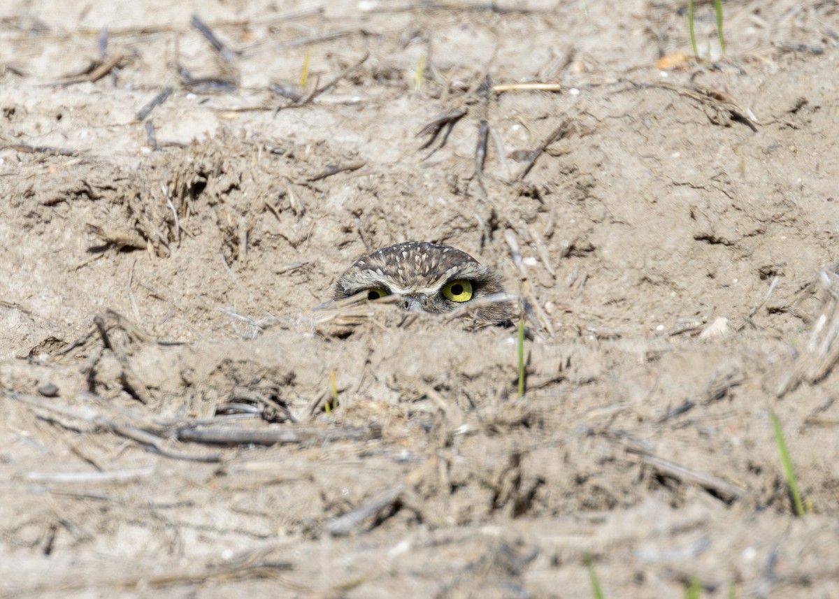 Burrowing Owl - ML642828795