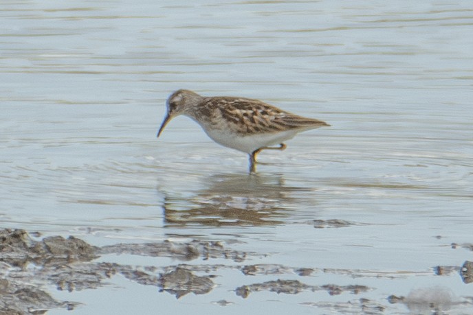 Least Sandpiper - ML642828811