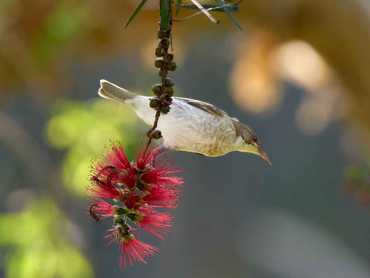Brown-backed Honeyeater - ML642828815