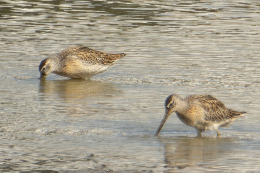 Short-billed Dowitcher - ML642828817
