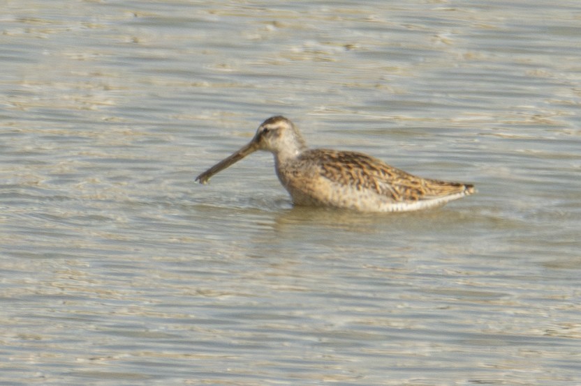 Short-billed Dowitcher - ML642828818