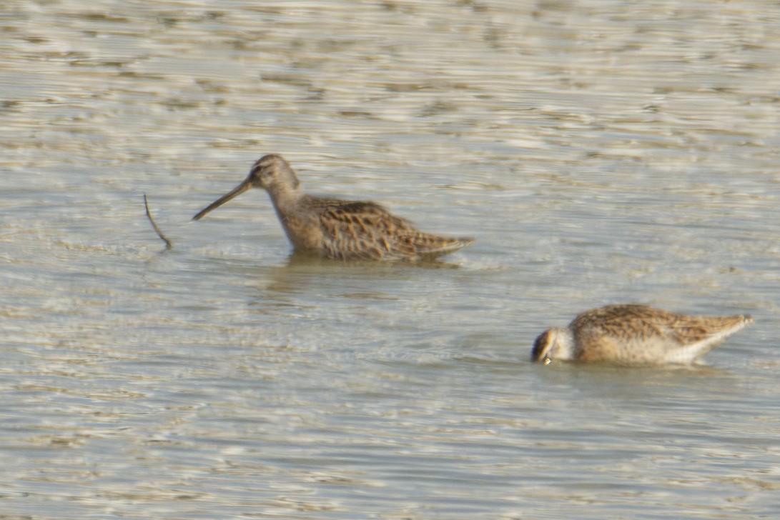 Short-billed Dowitcher - ML642828819