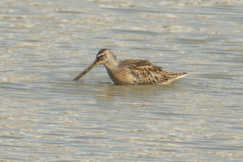 Short-billed Dowitcher - ML642828820