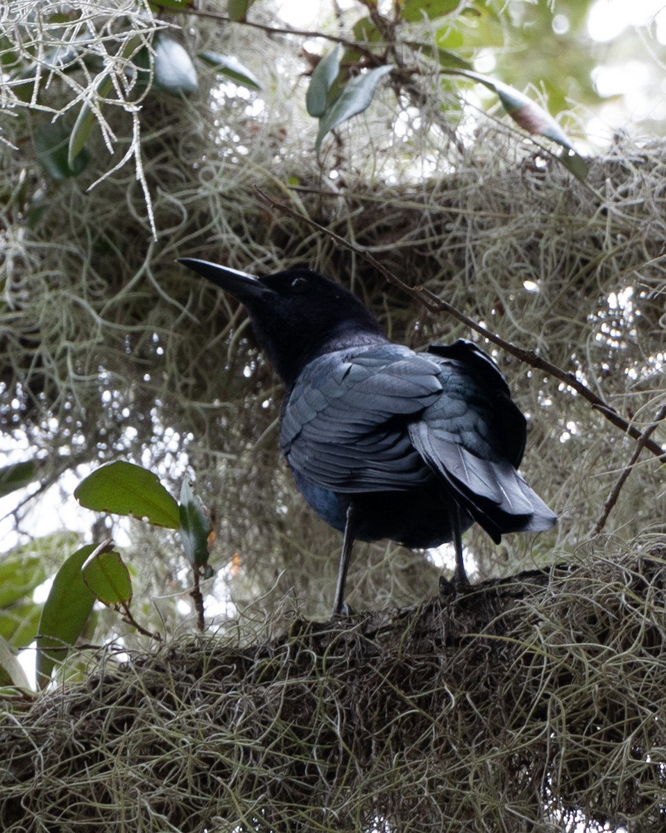Boat-tailed Grackle - ML642828824
