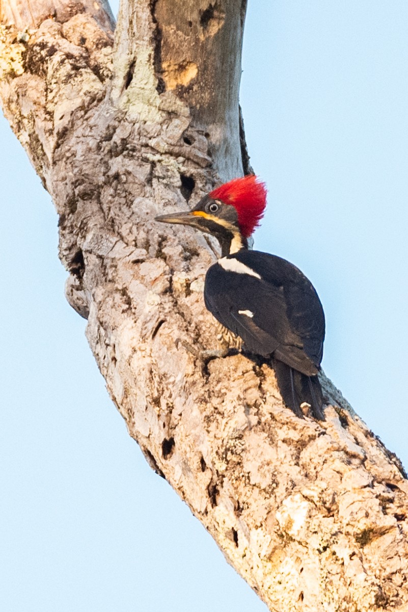 Lineated Woodpecker - ML642828828