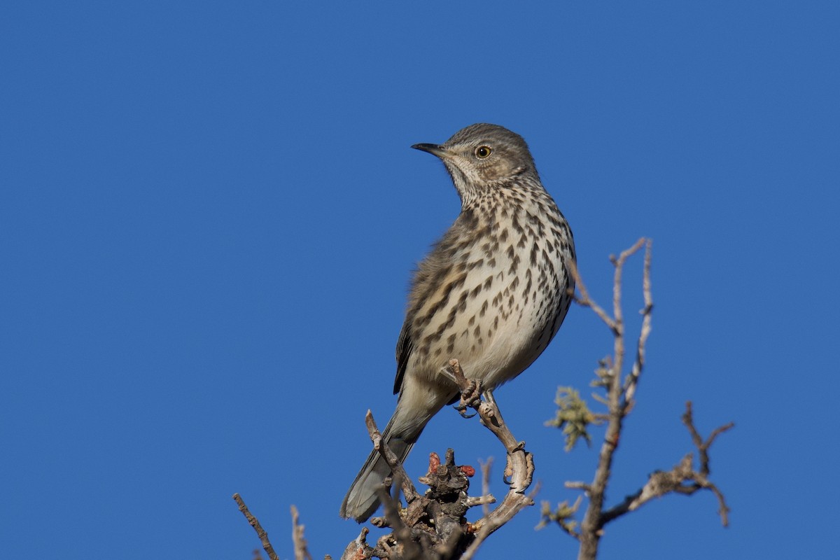 Sage Thrasher - ML642828831
