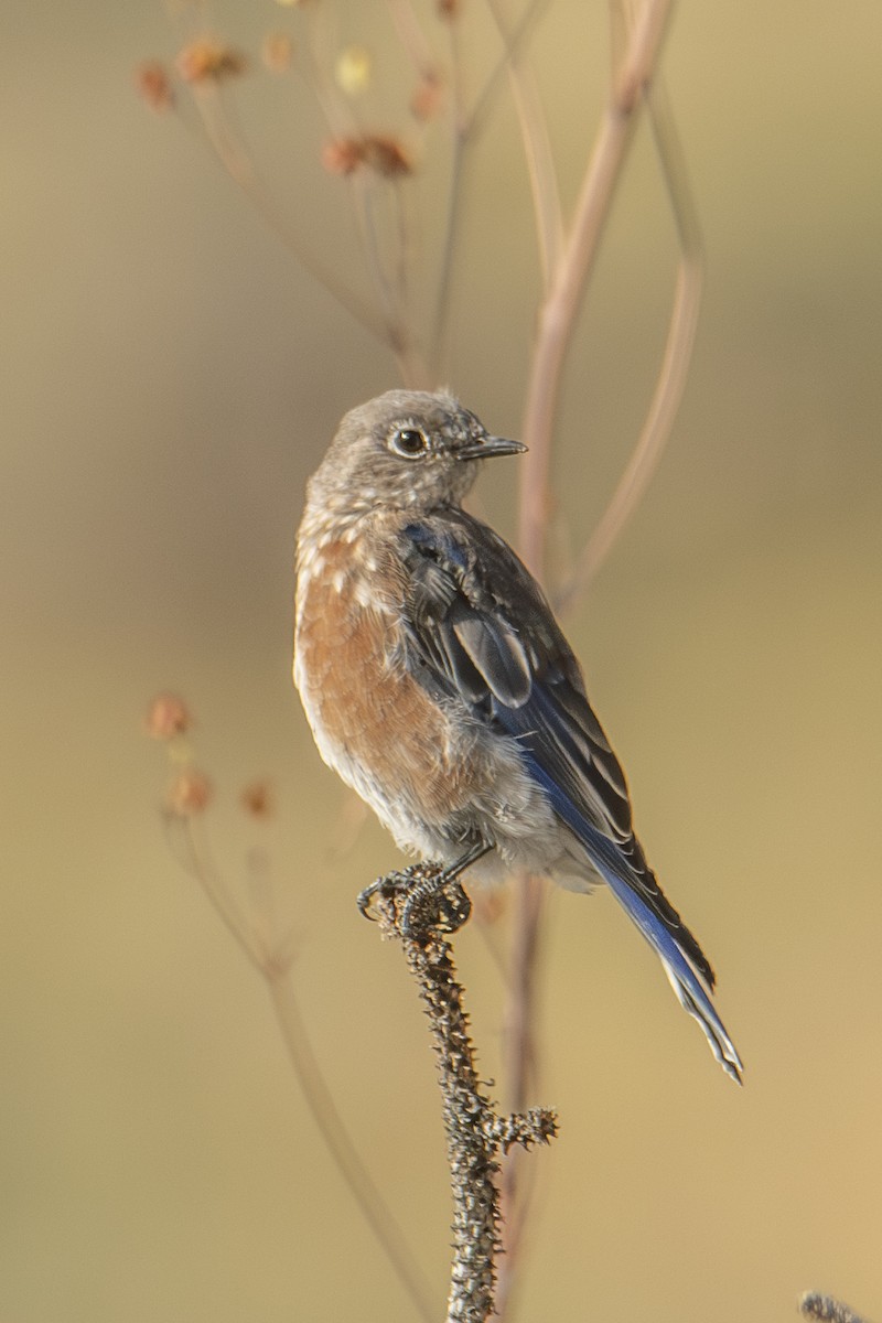 Western Bluebird - ML642828832