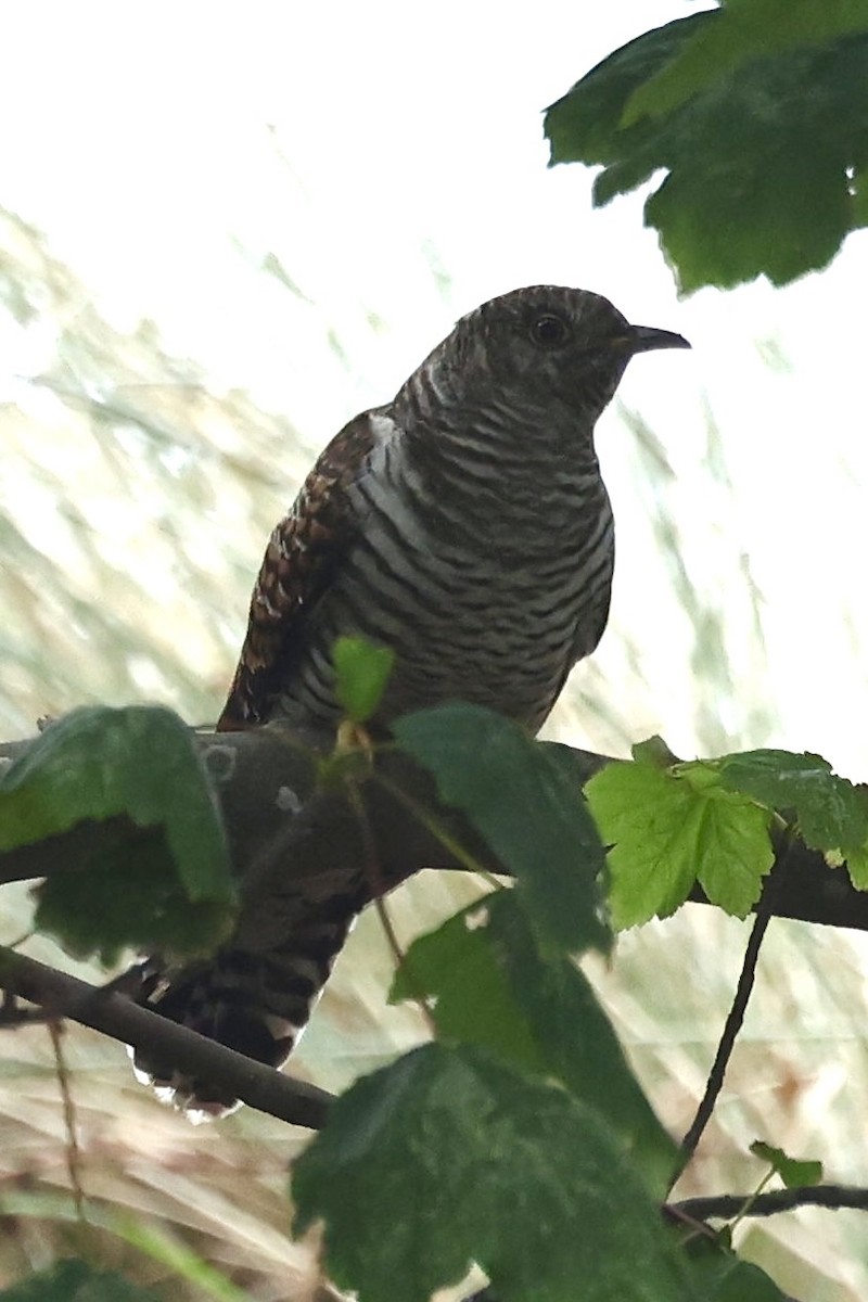 カッコウ - ML642828834