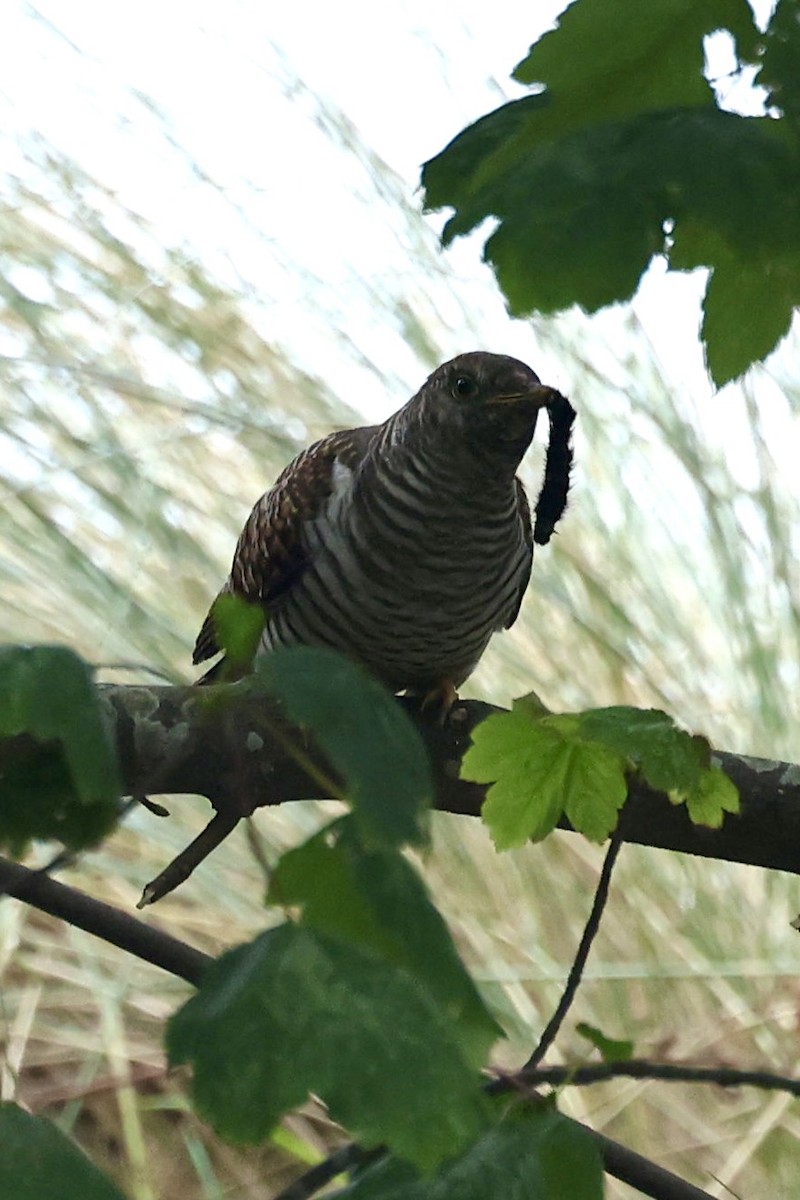 カッコウ - ML642828835
