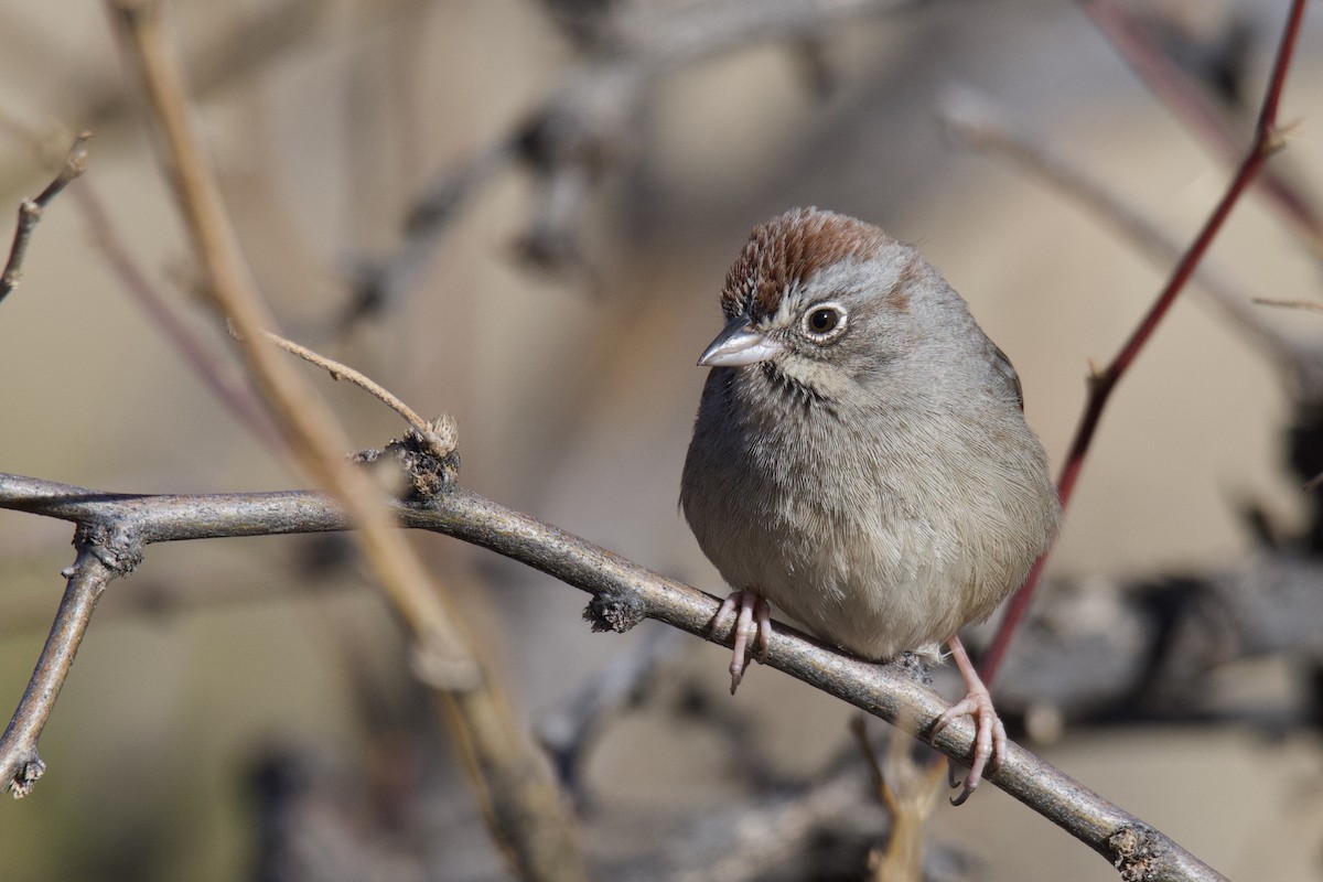 Rufous-crowned Sparrow - ML642828836