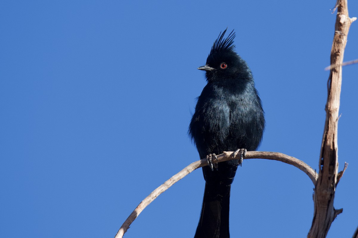 Phainopepla - ML642828841