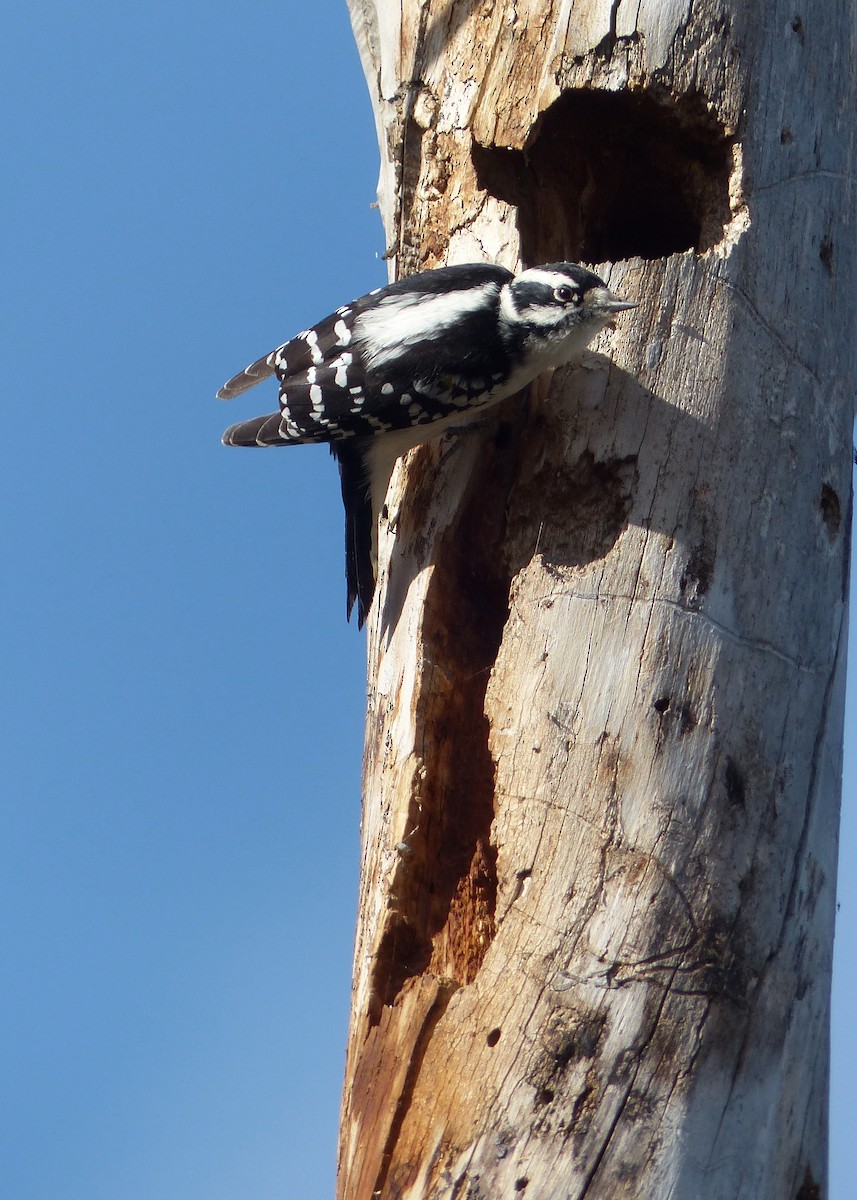 Downy Woodpecker - ML642828847