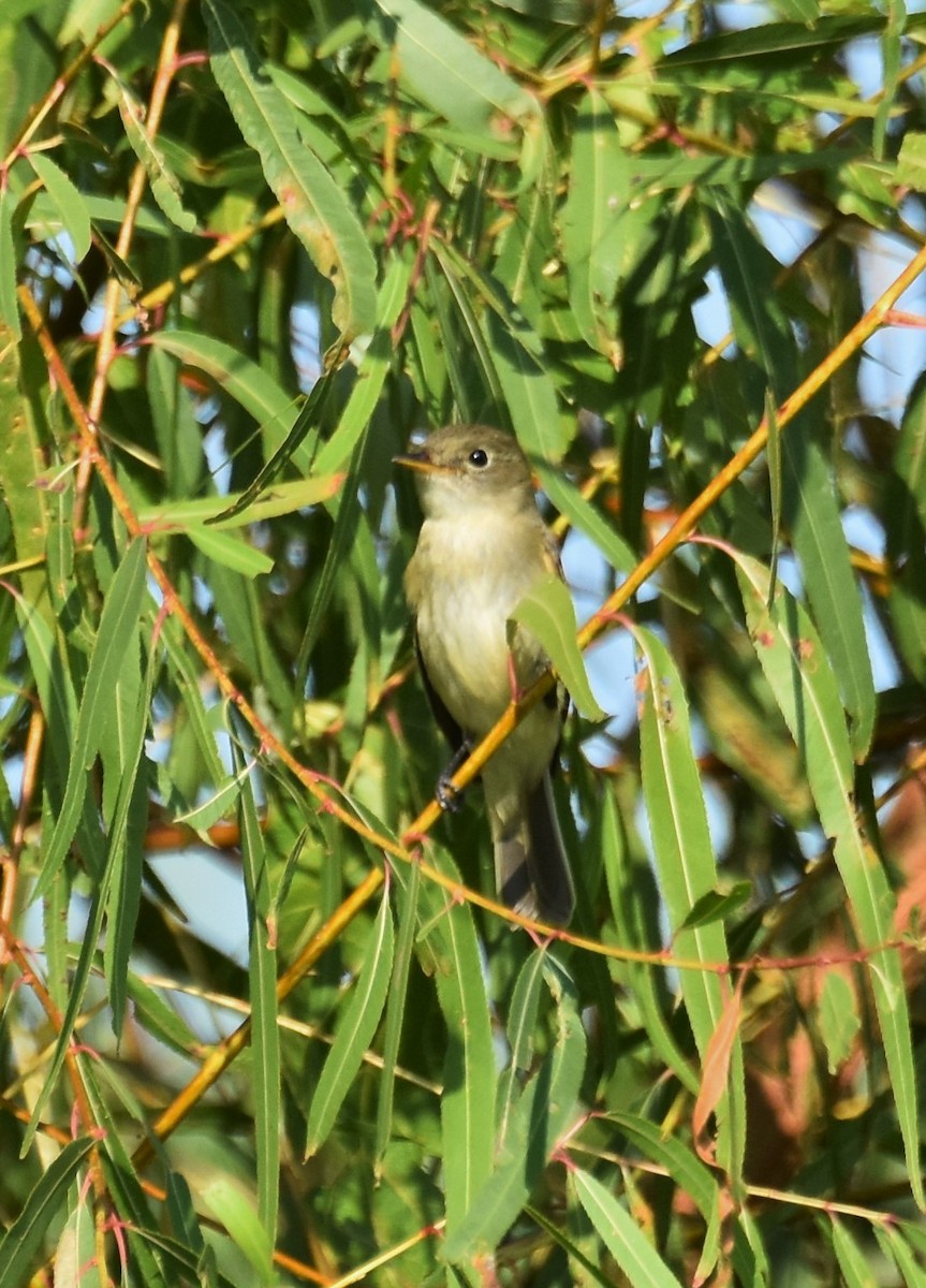 Eastern Wood-Pewee - ML642828848