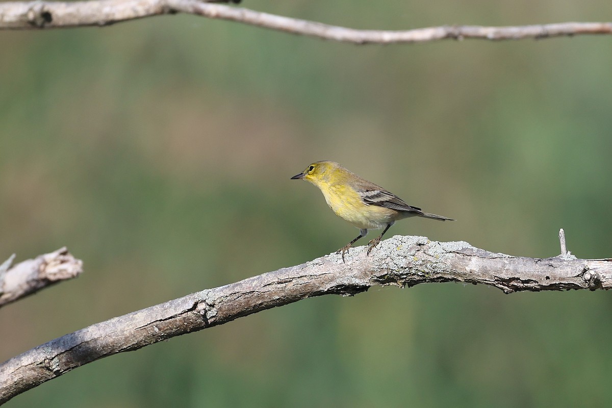 Pine Warbler - ML642828852
