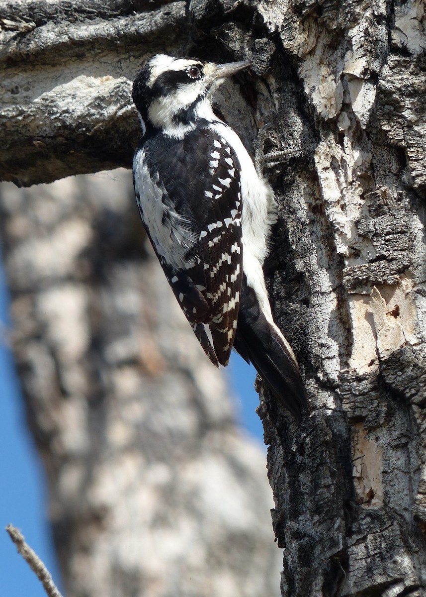 Hairy Woodpecker - ML642828853