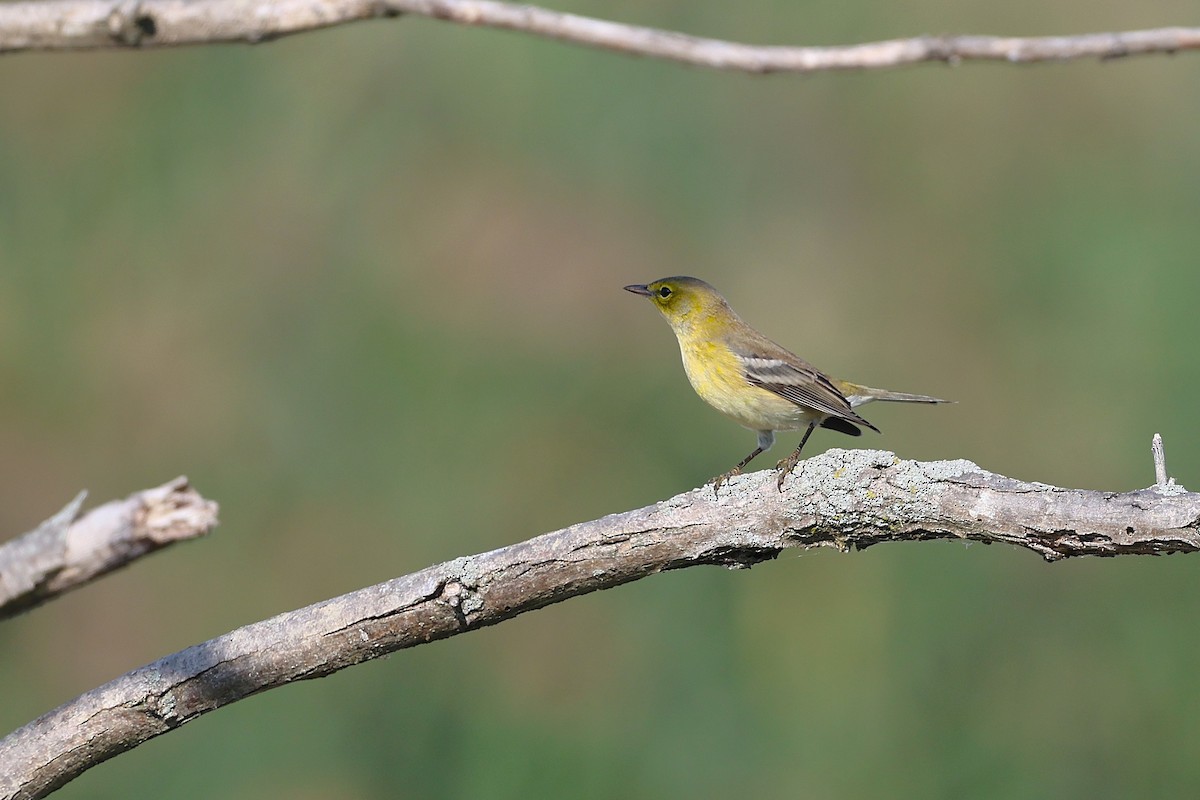 Pine Warbler - ML642828855
