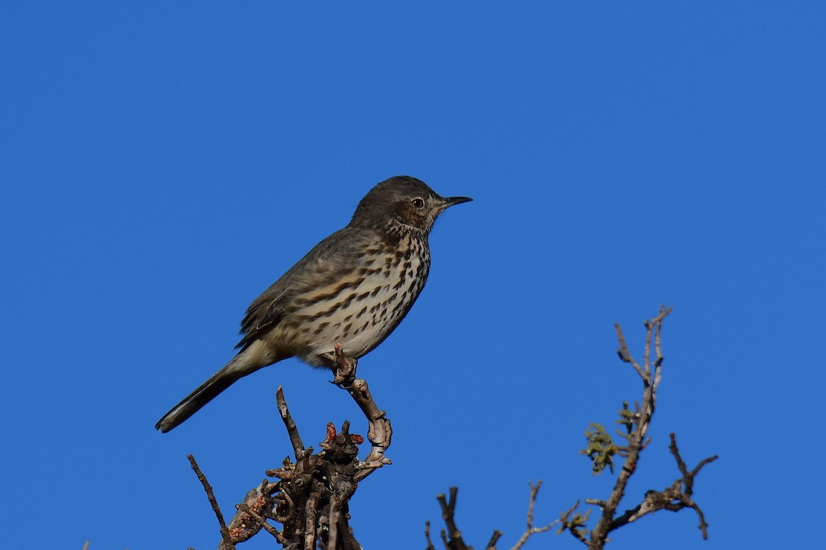 Sage Thrasher - ML642828860