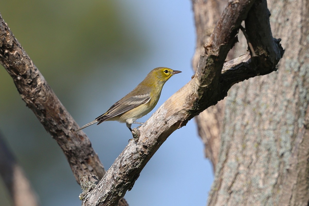 Pine Warbler - ML642828867