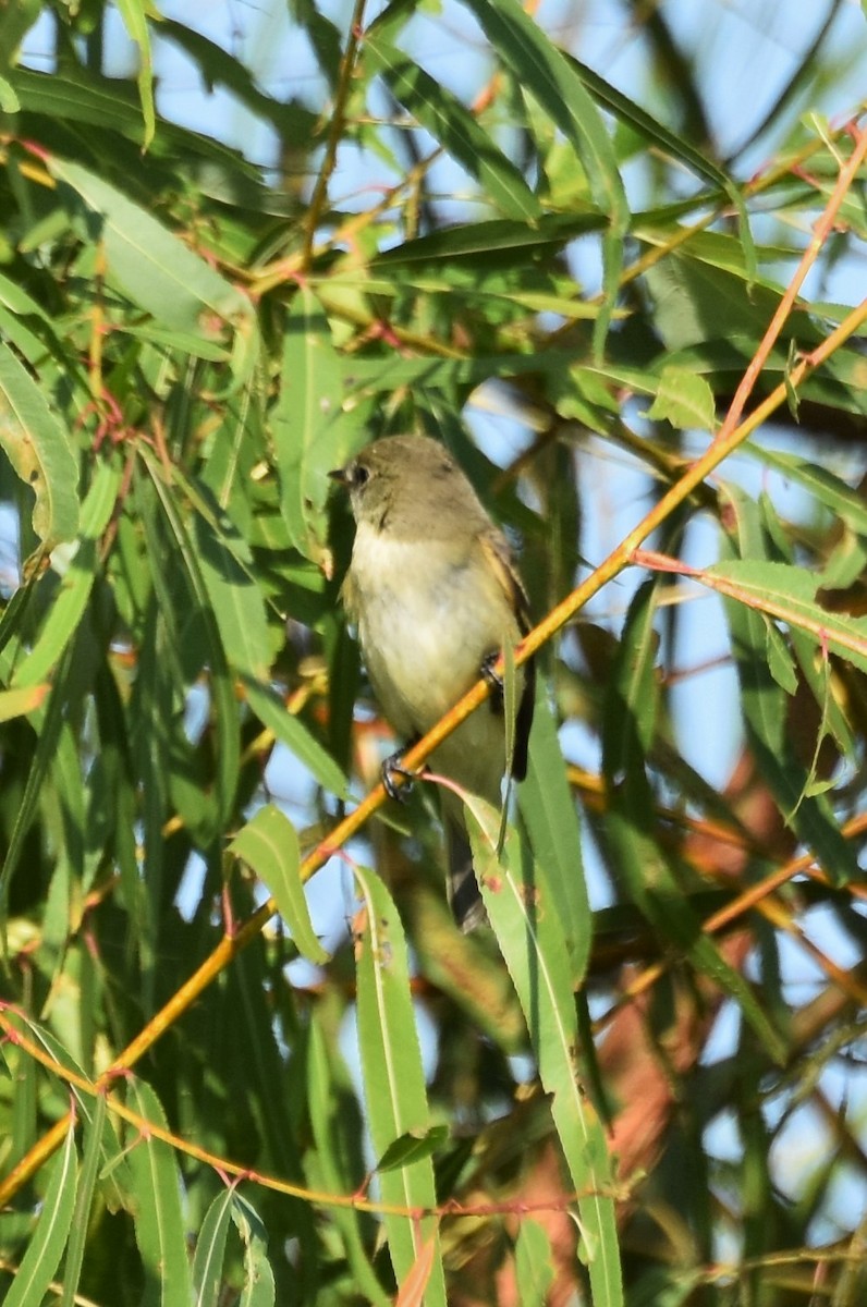 Eastern Wood-Pewee - ML642828870