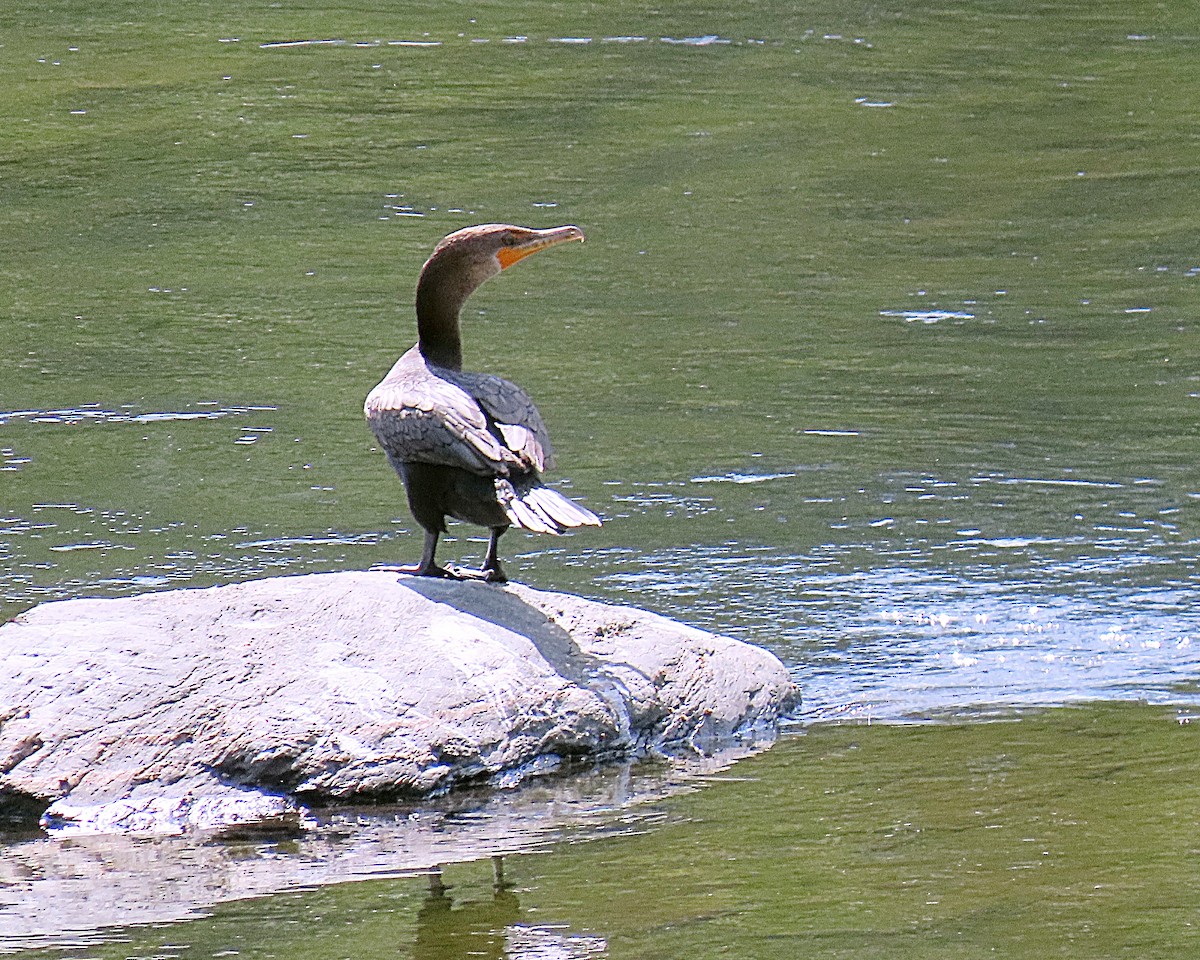 Double-crested Cormorant - ML642828872