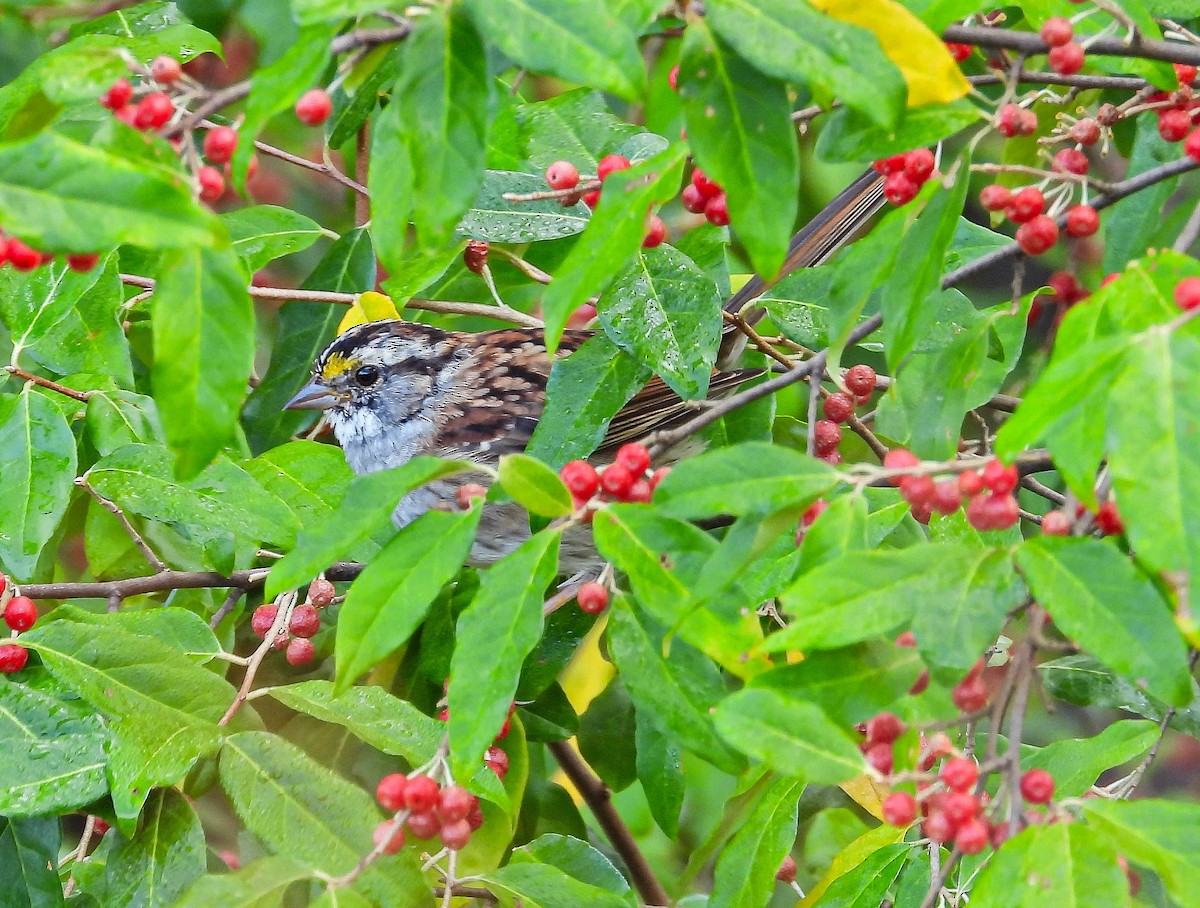 White-throated Sparrow - ML642828879