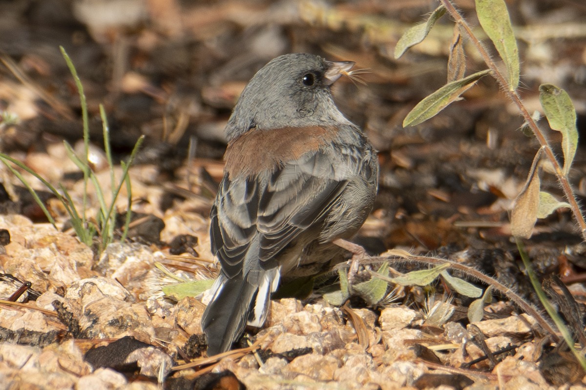 Dark-eyed Junco (Gray-headed) - ML642828897