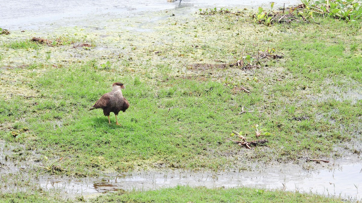Crested Caracara - ML642828901