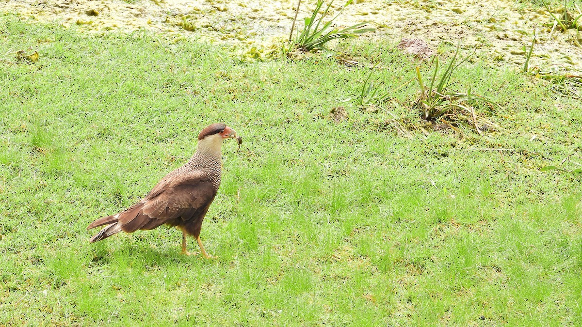 Crested Caracara - ML642828902