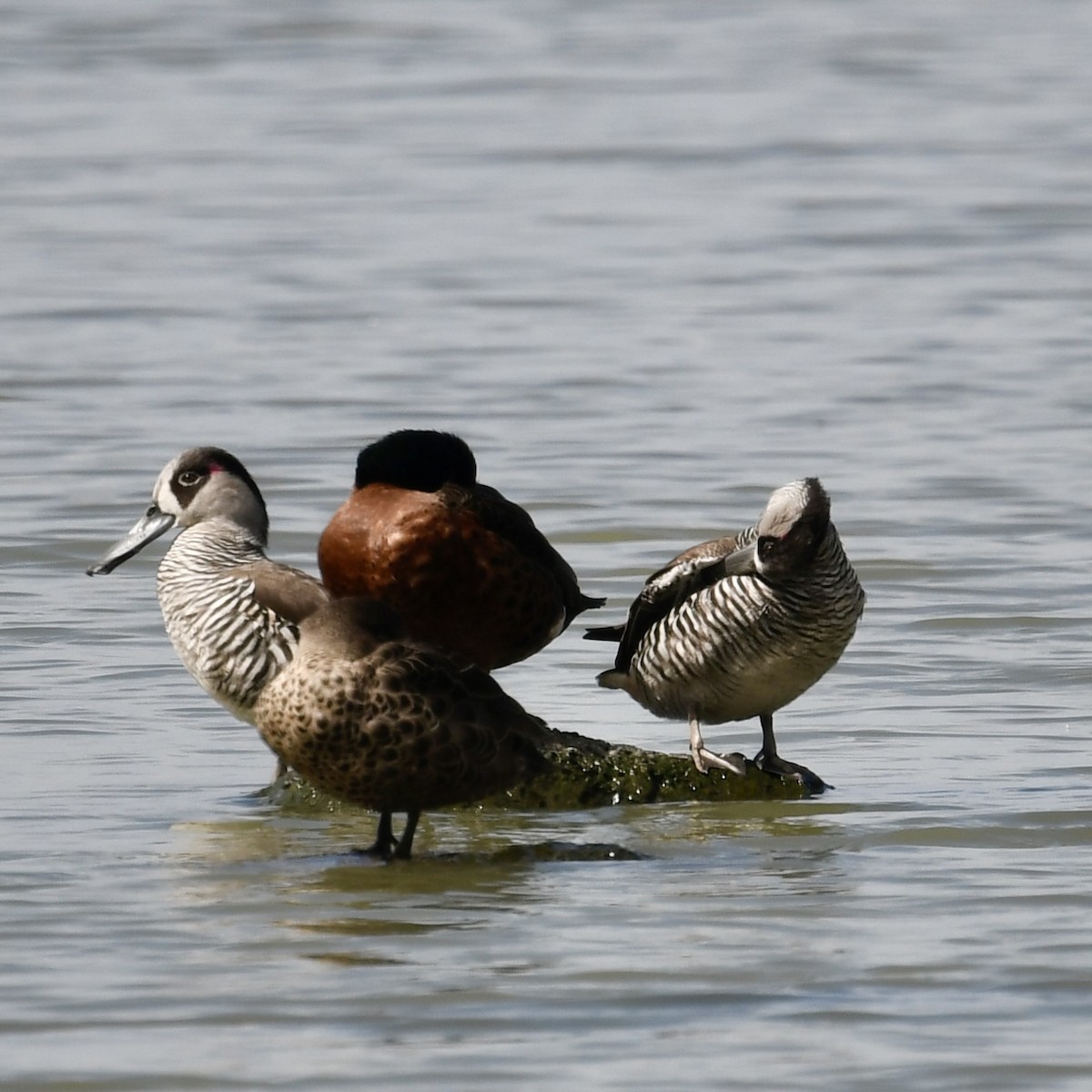 Pink-eared Duck - ML642828907