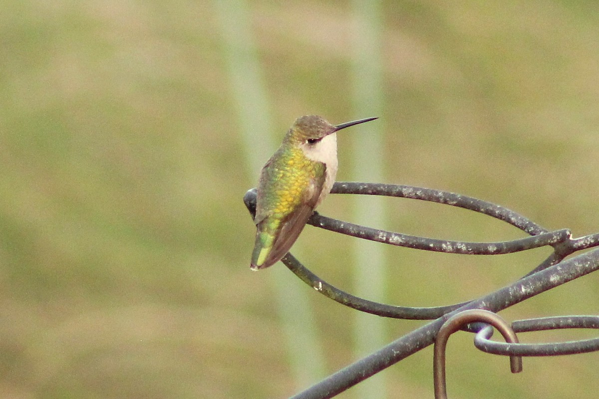 Ruby-throated Hummingbird - ML642828914