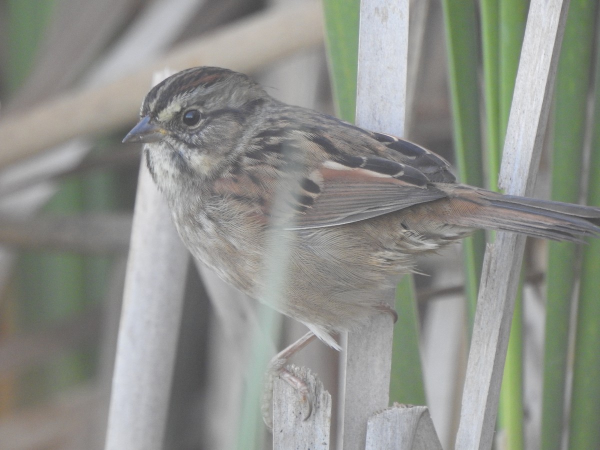 Swamp Sparrow - ML642828917