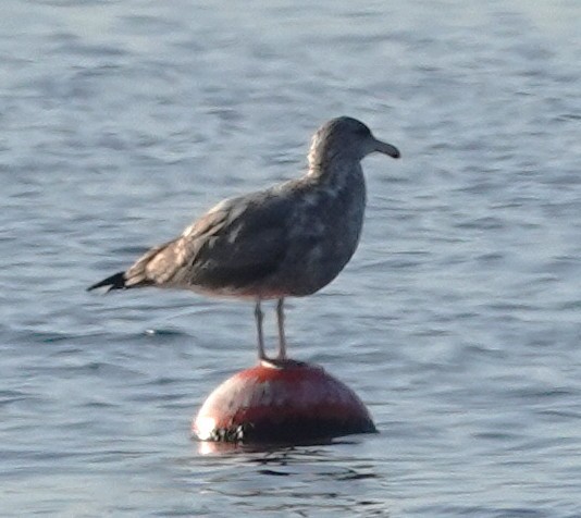 Larus sp. - ML642828918