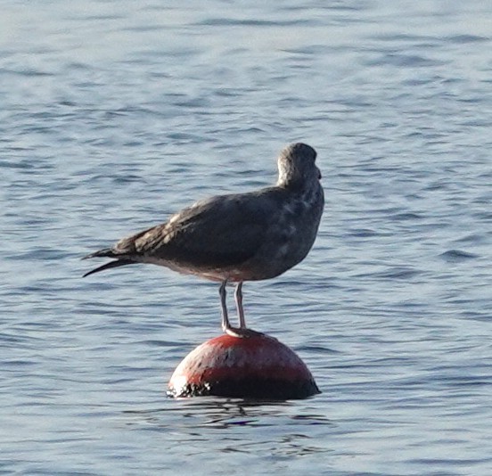 Larus sp. - ML642828919