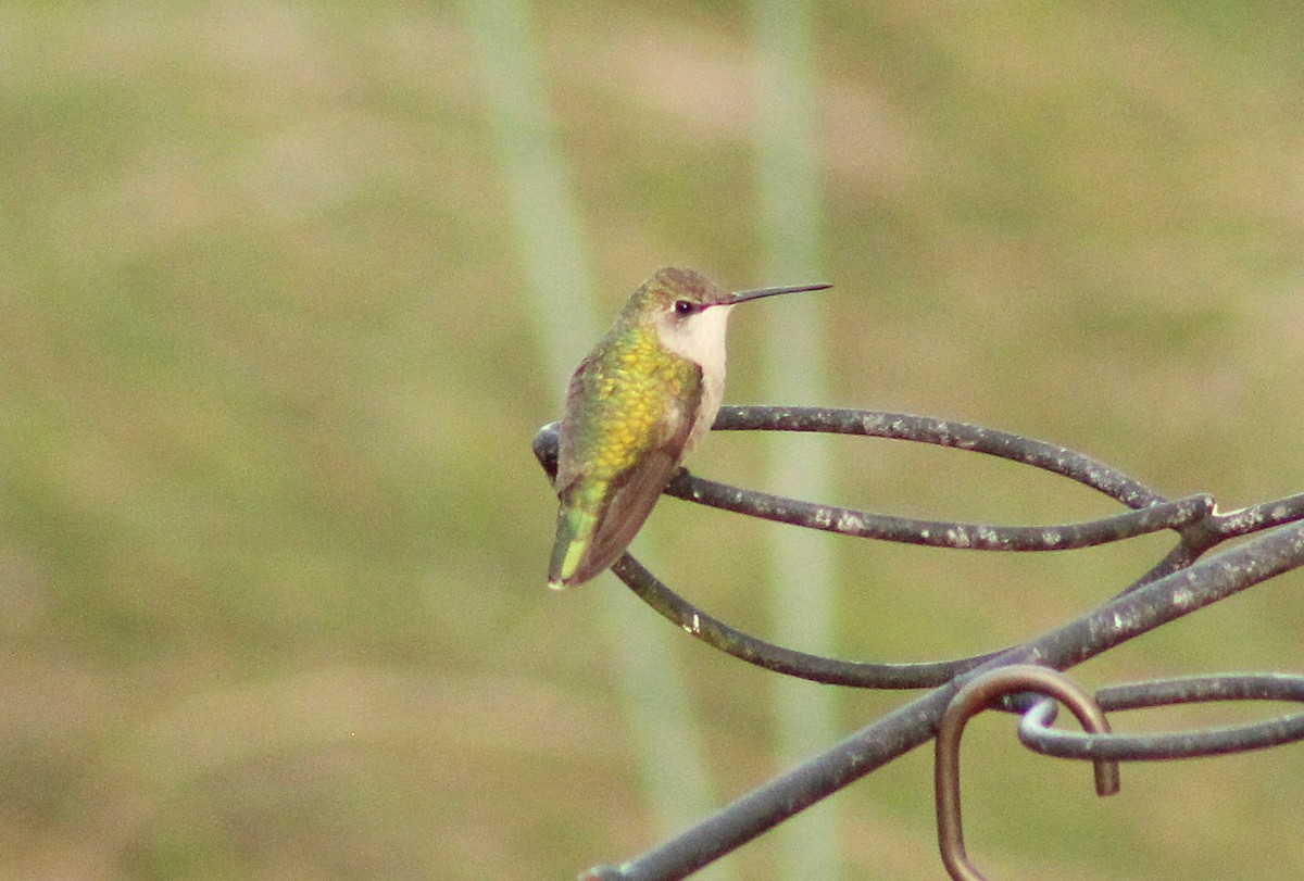 Ruby-throated Hummingbird - ML642828920