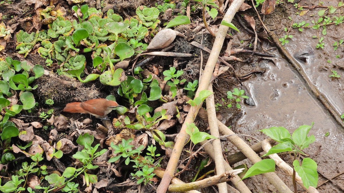 Yellow-chinned Spinetail - ML642828926
