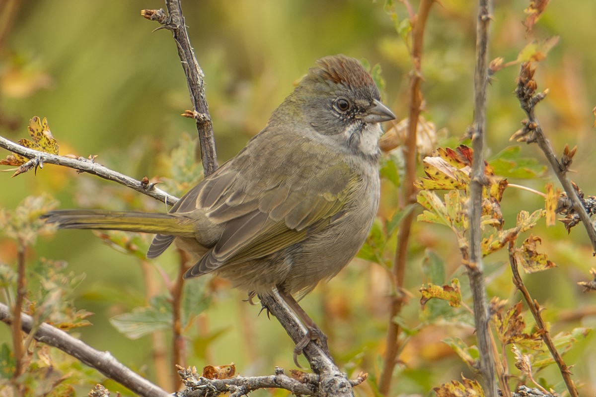 Green-tailed Towhee - ML642828931